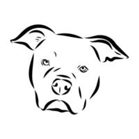 the head of an American dog Alapakh bulldog handmade sketch vector