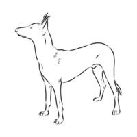 elegant pharaoh dog handmade sketch vector