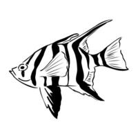 Marine striped fish Australian stickleback drawing vector