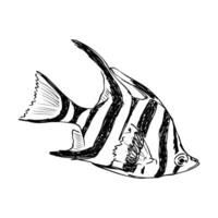 fish Australian stickleback sketch vector