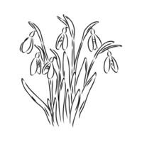 spring flowers snowdrops sketch vector