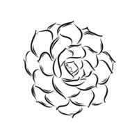 decorative plants succulents sketch vector