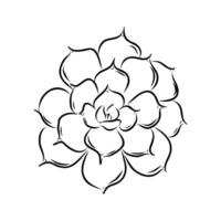 decorative succulent succulents vector