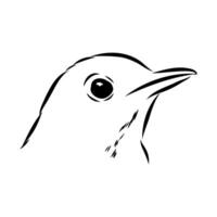 The head of a small songbird is a thrush vector