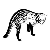 The predatory mammal is the civet vector