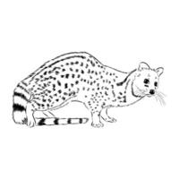 Civet predatory cat black and white drawing vector