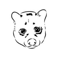 head of a predatory civet handmade sketch vector