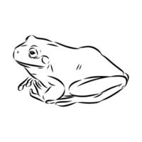 Australian tree frog black and white sketch vector