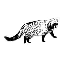 predatory mammal civet sketch vector