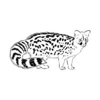 predatory feline civet black and white sketch vector