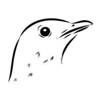 The head of a brave songbird thrush sketch vector