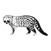 predatory feline civet hand sketch vector