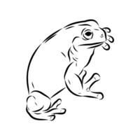 Australian tree frog hand sketch vector