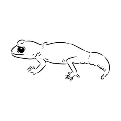 Australian thick-tailed gecko black and white sketchWeb