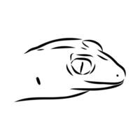 Australian thick-tailed gecko hand sketchWeb vector