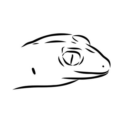 Australian thick-tailed gecko hand sketchWeb