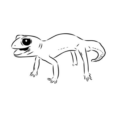Australian thick-tailed gecko drawingWeb