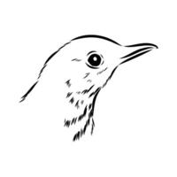 The head of a forest songbird is a thrush vector