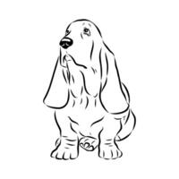 Undersized Basset Hound dog drawing vector