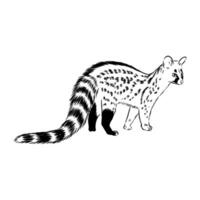 Predatory civet cat drawing vector