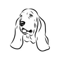 Basset Hound dog drawing vector