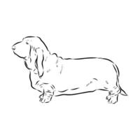 Short-legged basset hound sketch vector