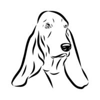 the head of a short-legged agile Basset Hound dog vector