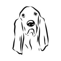 head of a short-legged basset hound dog sketch vector