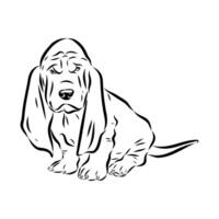 Short-legged English hound basset hound sketch vector