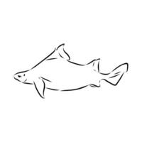 triangular shark centrina vulgaris sketch vector