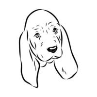 the head of a small mobile Basset Hound dog sketch vector