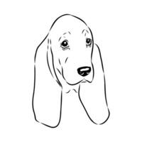 Head of a short-legged Basset hound dog drawing vector
