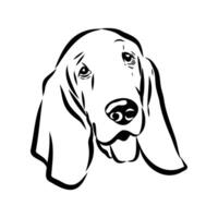 Head of a short-legged agile Basset Hound dog drawing vector