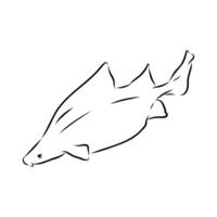 Triangular shark centrina vulgaris drawing vector