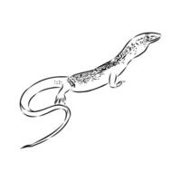 carnivorous tree monitor lizard vector