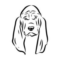 head of a short-legged agile Basset hound dog sketch vector