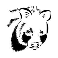 The head of a tropical civet cat drawing vector