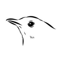 The head of a small songbird thrush drawing vector