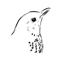 The head of a songbird is a blackbird hand-drawn vector
