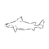 triangular shark centrina sketch vector