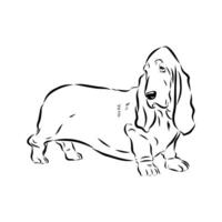 Short-legged basset hound vector