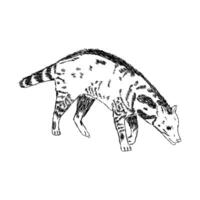 predatory mammal civet hand sketch vector
