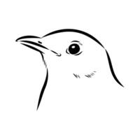 The head of a brave songbird is a thrush vector