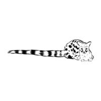 subtropical predator civet sketch vector