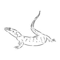 tree monitor lizard vector