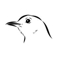 The head of a small songbird thrush sketch vector