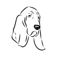 The head of a basset hound dog vector