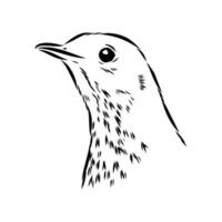 The head of a songbird is a thrush vector