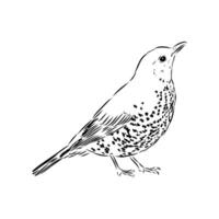 forest bird thrush sketch vector