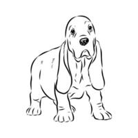 Undersized Basset Hound drawing vector